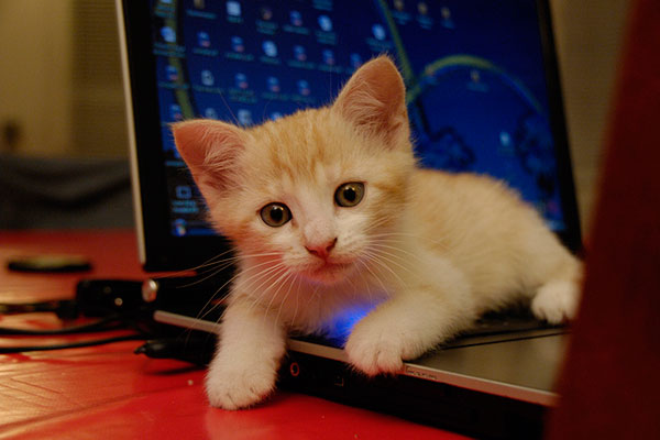 gato-no-computador
